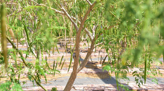What is Moringa? - moringa forests shop