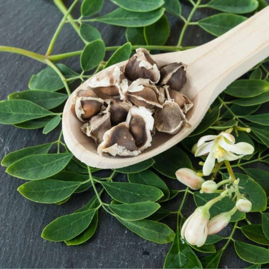 Hand Picked Organic Moringa Seeds - moringa forests shop